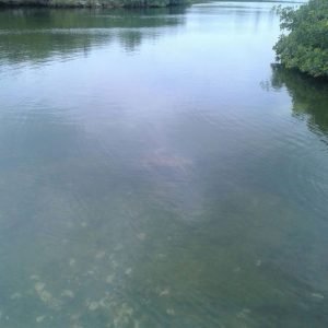Turtle Lake Sweeting's Cay With Lunch